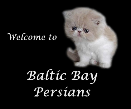 Baltic Bay Persians & Sphynx