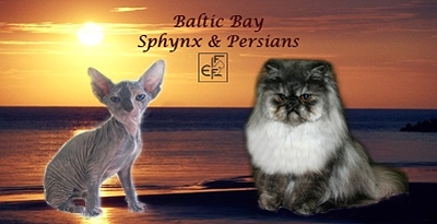 Baltic Bay Persians