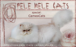 Pele-Mele-Cameocats